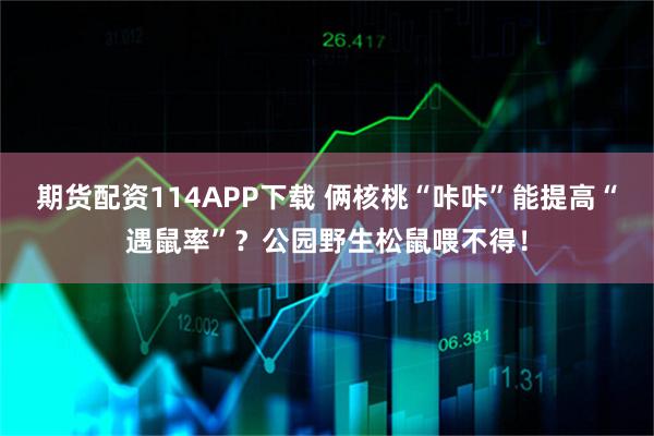 期货配资114APP下载 俩核桃“咔咔”能提高“遇鼠率”？公园野生松鼠喂不得！