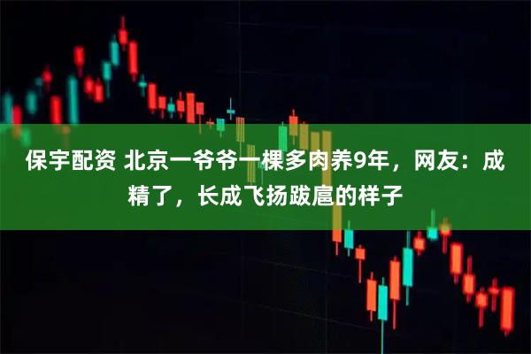 保宇配资 北京一爷爷一棵多肉养9年，网友：成精了，长成飞扬跋扈的样子
